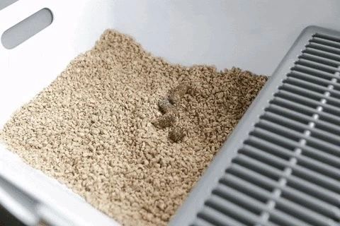 猫崽软便带血怎么办,成年猫咪便便有血什么原因