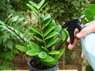 金钱木的养殖方法,金钱树的养殖方法扦插用什么消毒