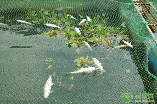 鱼苗放养后多久可以钓鱼,鱼苗放养技术