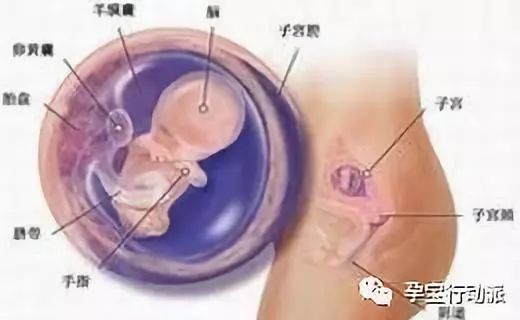 宝妈孕周刊,孕妇的第十周