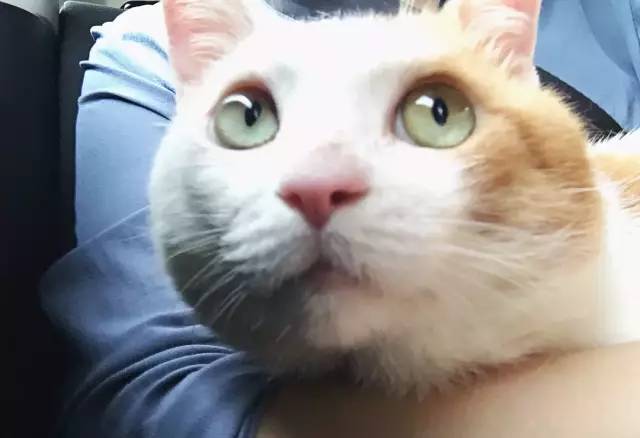 她救下一只得皮肤病脾气巨差的猫咪，花了两个月变身软萌美喵