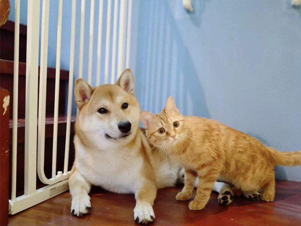 胖橘离奇暴瘦15斤，了解后才知，原是陪伴猫咪长大的柴犬过世了