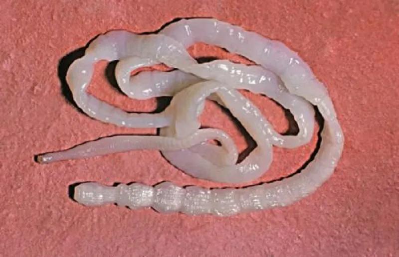 野生鲫鱼肚子里是绿的,野生鲫鱼肚子里有没有黑膜