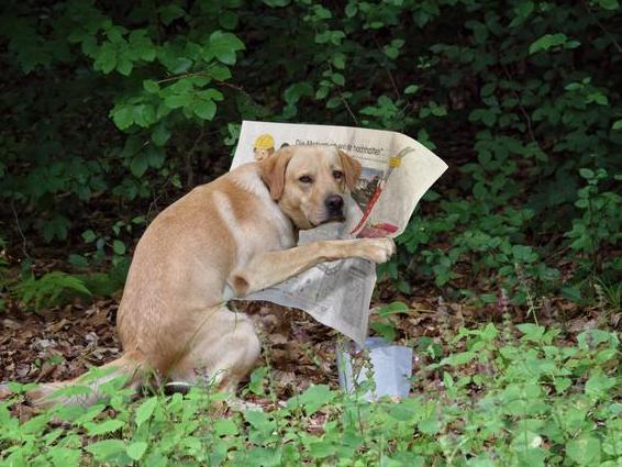 一只狗狗一天喂几顿,小狗狗一天拉几次大便是正常的