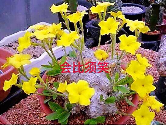 长寿花属多肉类植物,多肉类植物有哪些