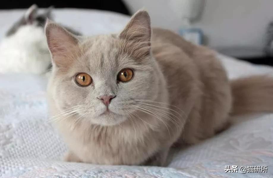 猫咪身上不同的味道代表什么,为什么猫咪的眼睛有不同颜色