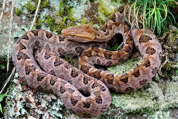 烙铁头蛇重庆,重庆的剧毒蛇