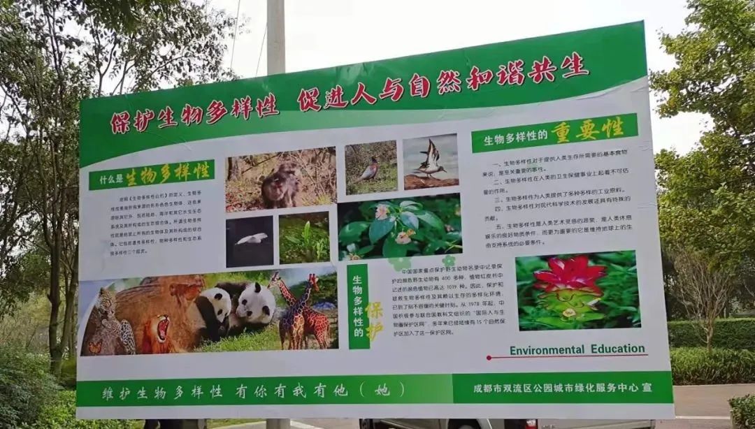 珍稀鸟类现身成都,在双流春游看花