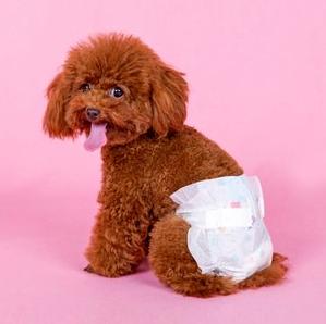 泰迪犬一生发生的5个变化，看完不禁泪目！