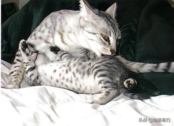 埃及猫的速度与激情，一定会让你迷恋