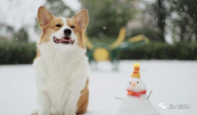 狗狗太胆小甚至怕主人,打了狗狗一次狗狗怕主人怎么办