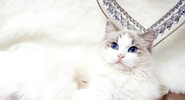 猫咪总是吃猫砂怎么解决,为什么猫咪吃猫砂