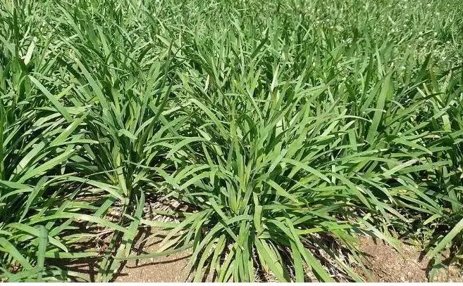 战疫助农滞销品突然销售火爆,战疫助农数据