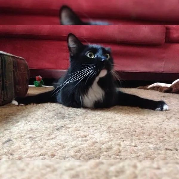 猫是一种液体吗看完长知识了,猫是液体猫咪吗