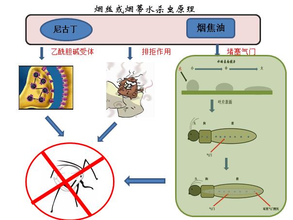 烟丝烟蒂杀虫的方法,烟丝杀虫还是烟灰水杀虫