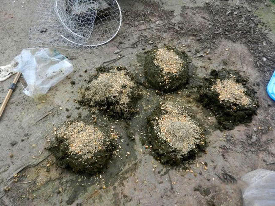 用玉米钓鱼总是空军,为什么用玉米老是钓鲤鱼