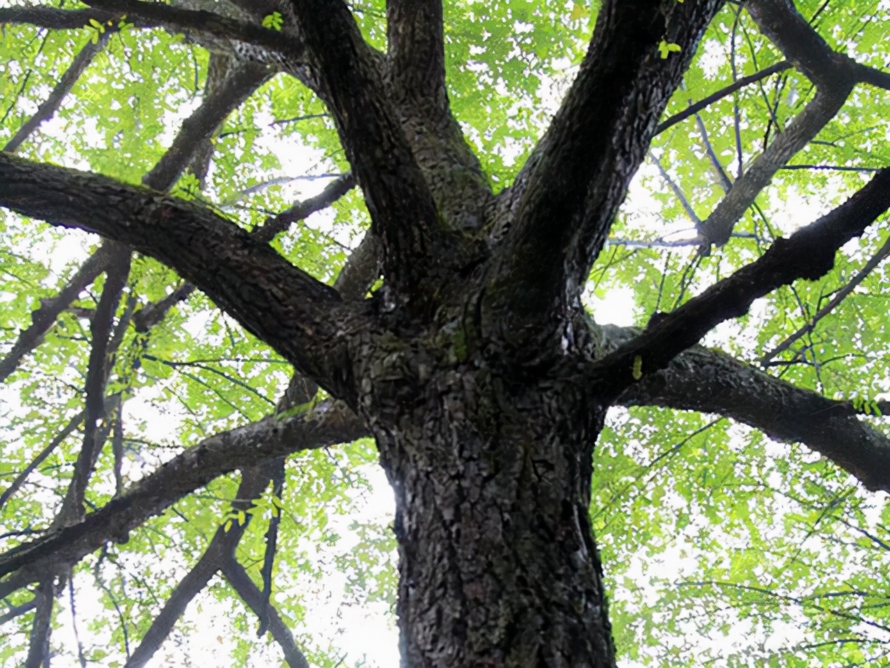 合肥这座山不属于黄山门票仅20元,合肥有座独一无二的山