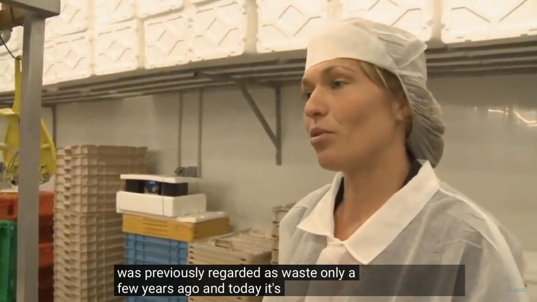 外媒曝光了挪威三文鱼养殖真相吗,最毒的深海三文鱼