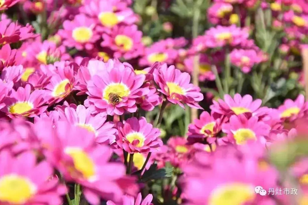 广州2020荔湾花市交通管制,南海花市最全攻略