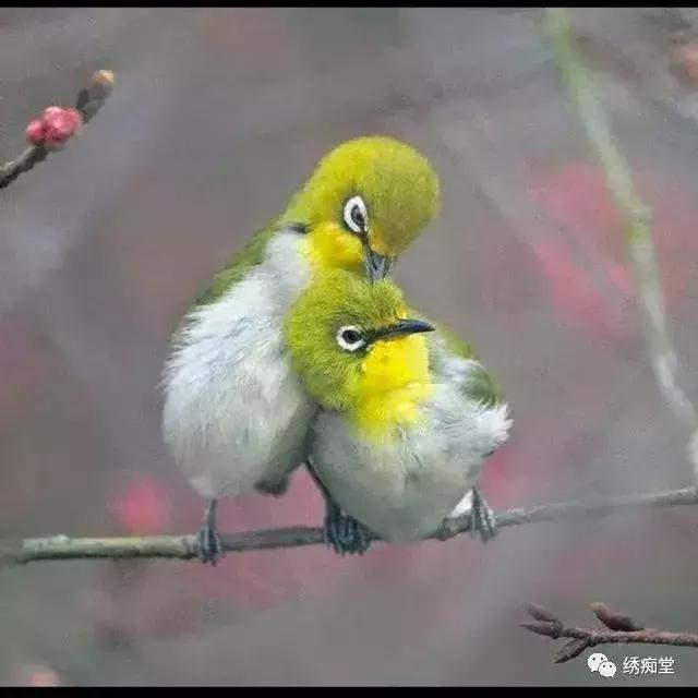 纹绣的基本知识和理论,养绣眼讲究