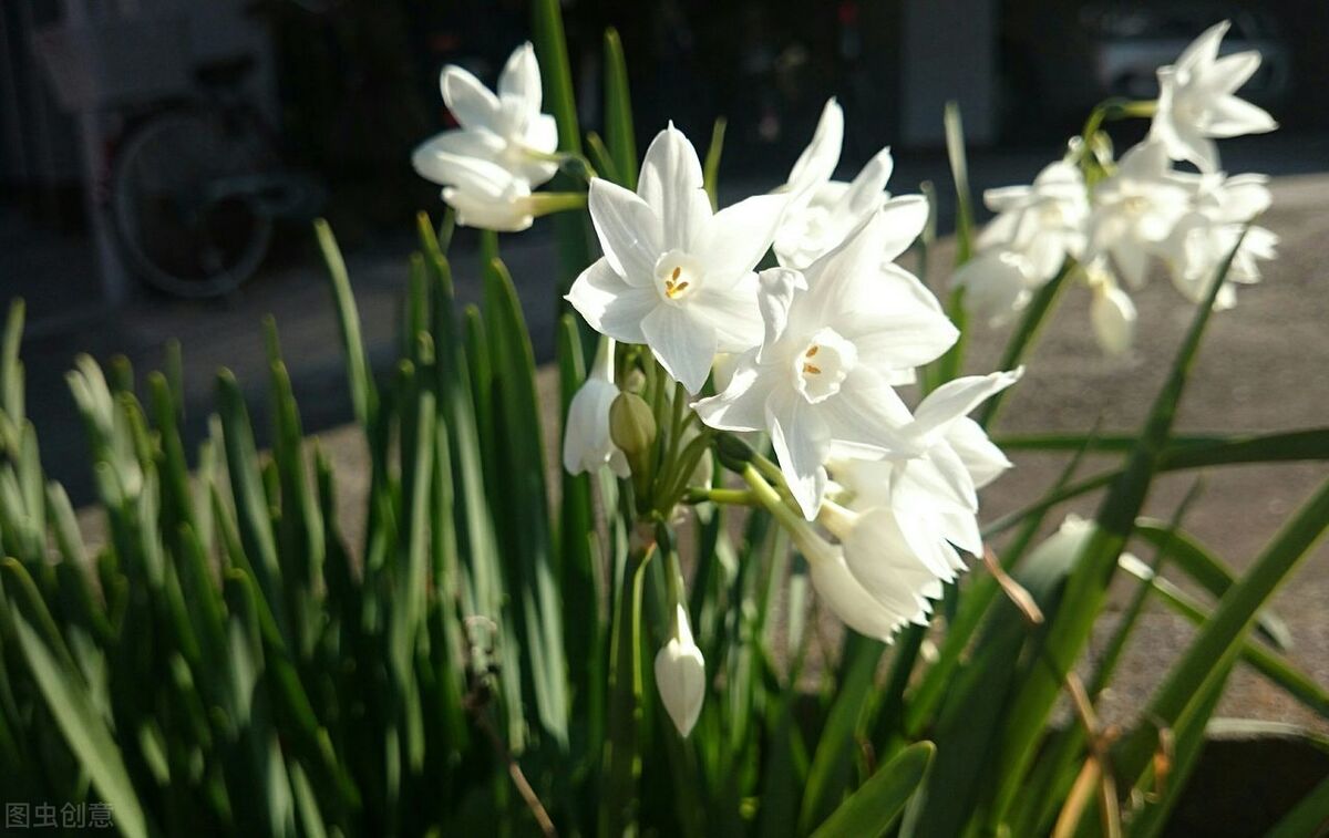 什么花适合送生日花,你的生日代表的花朵及寓意图片