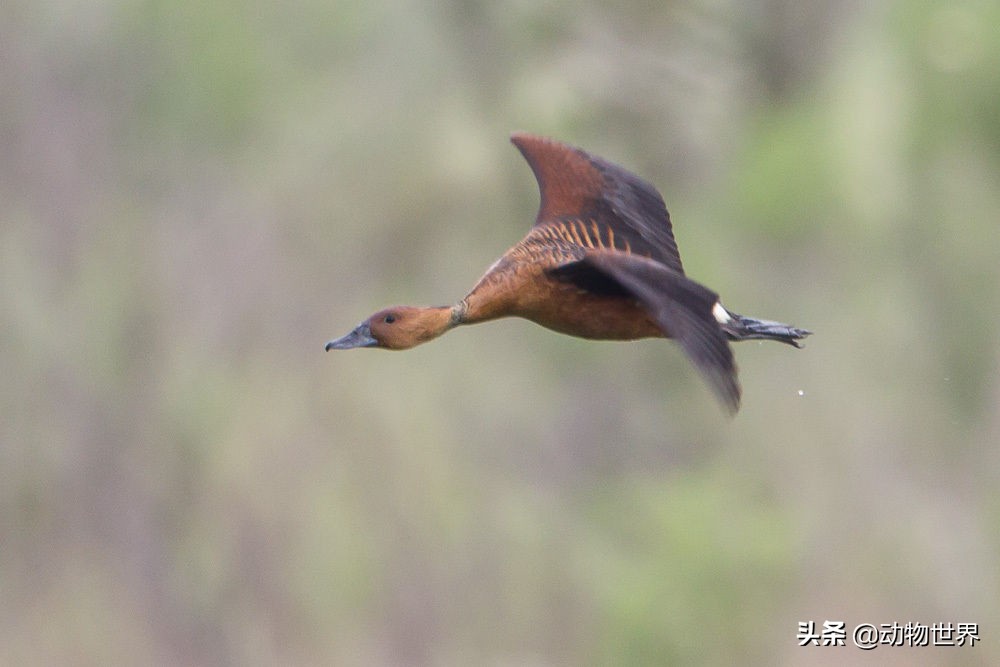 鸭子急促而又尖锐的叫声,鸭子的叫声是从哪里发出来的