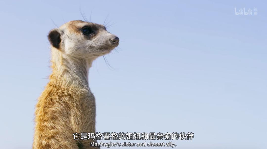 豆瓣评分9.5以上的国产电影有哪些,十部顶级神片推荐