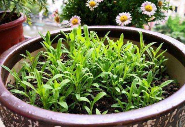 怎么养能让康乃馨快速开花,康乃馨花苞到家怎么放花盆里