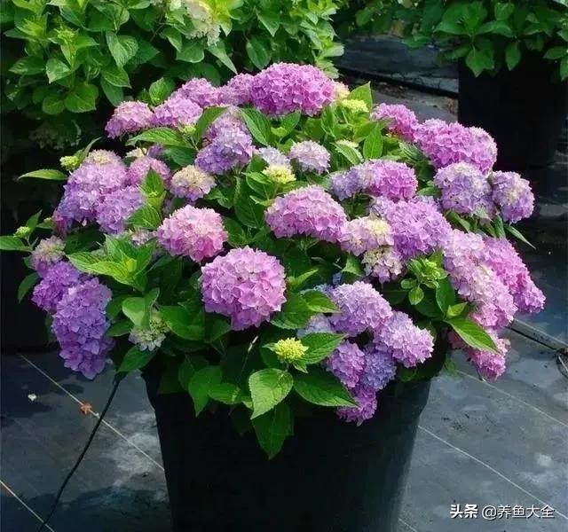 花卉盆栽的造型和修剪技术,盆栽花卉修剪方法