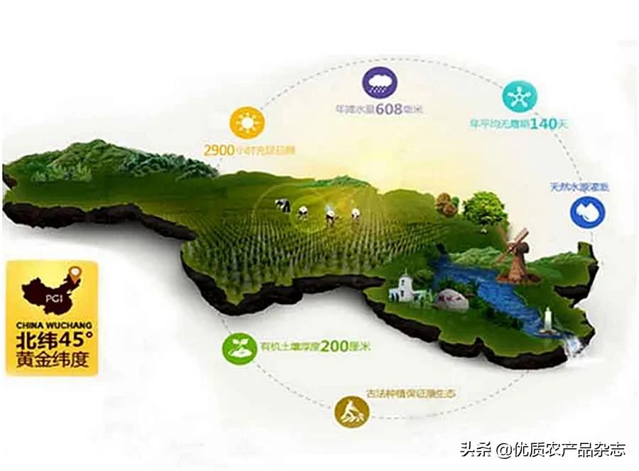 胚芽米为何成了“网红米”？北纬45°的寒地胚芽米竟然越凉越好吃