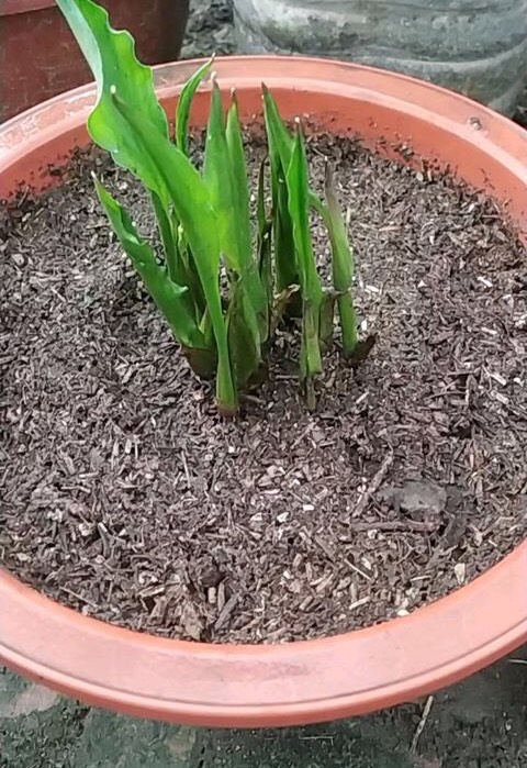 阳台只养一种花全年花开不断,适合庭院养的10种花