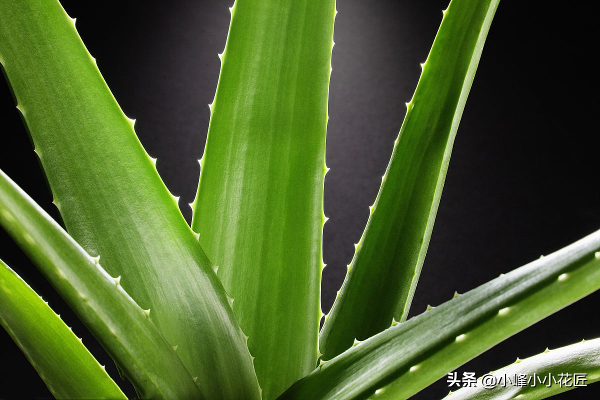 芦荟长太高了可不可以从中间剪断,芦荟长得太高了从中间截断移栽