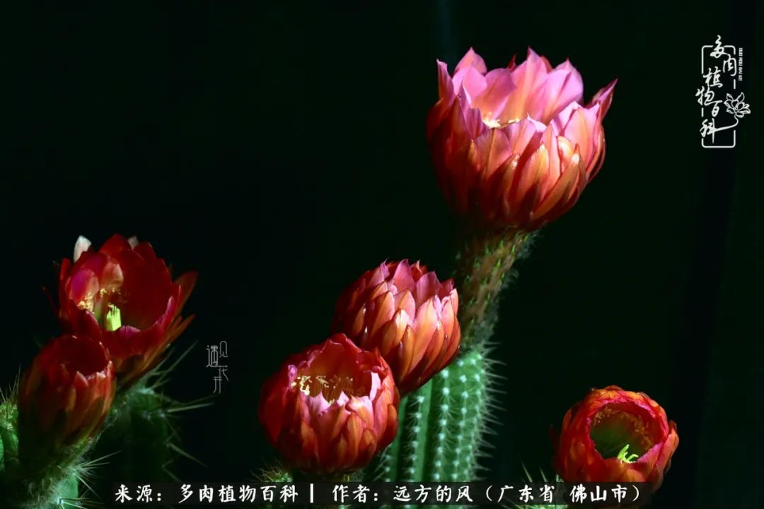 那些花儿在每个角落静静为你开着,那些花儿在每个角落静静地绽放