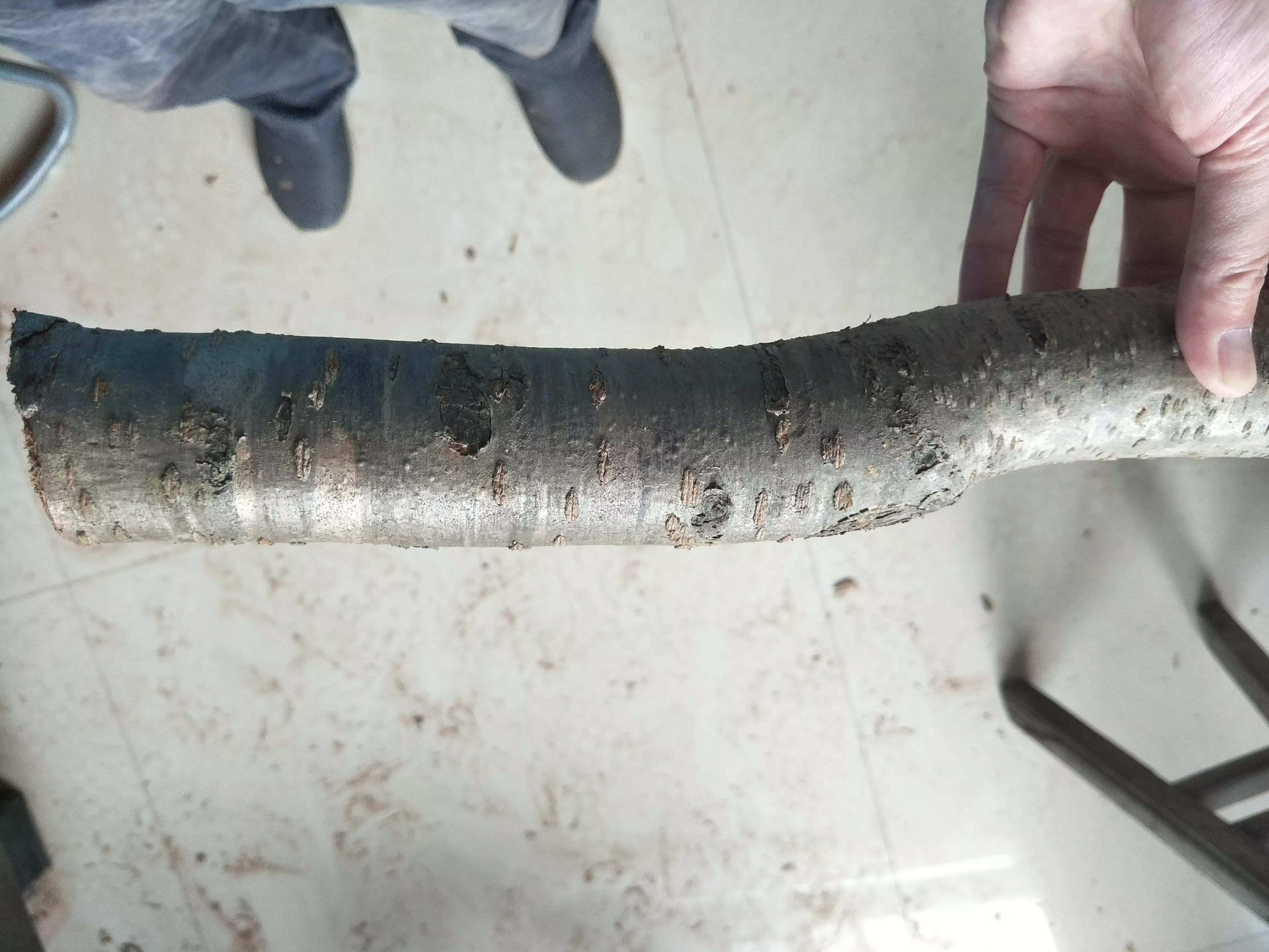 q版桃木剑图片,q版桃木剑脚链