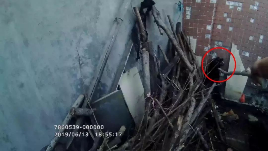 疯狗连咬5人民警果断处置,佛山三水狗咬人的事件