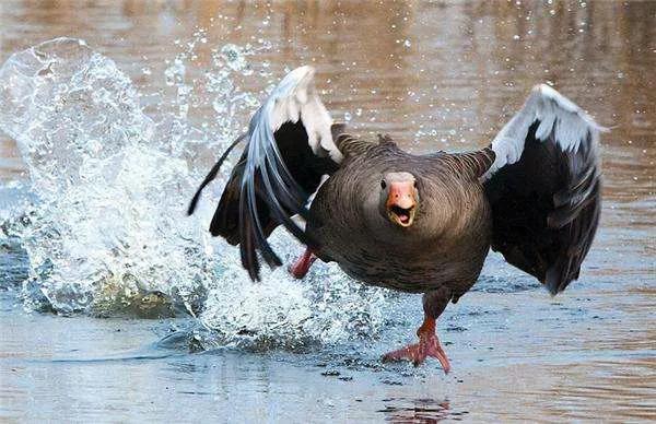 农村里的老人说，鹅的领土意识很强，能看家护院也能防蛇