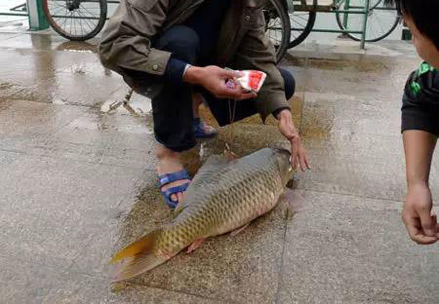 大量储存活鱼的四种方法,活鱼死了直接放入冰箱可以保鲜吗