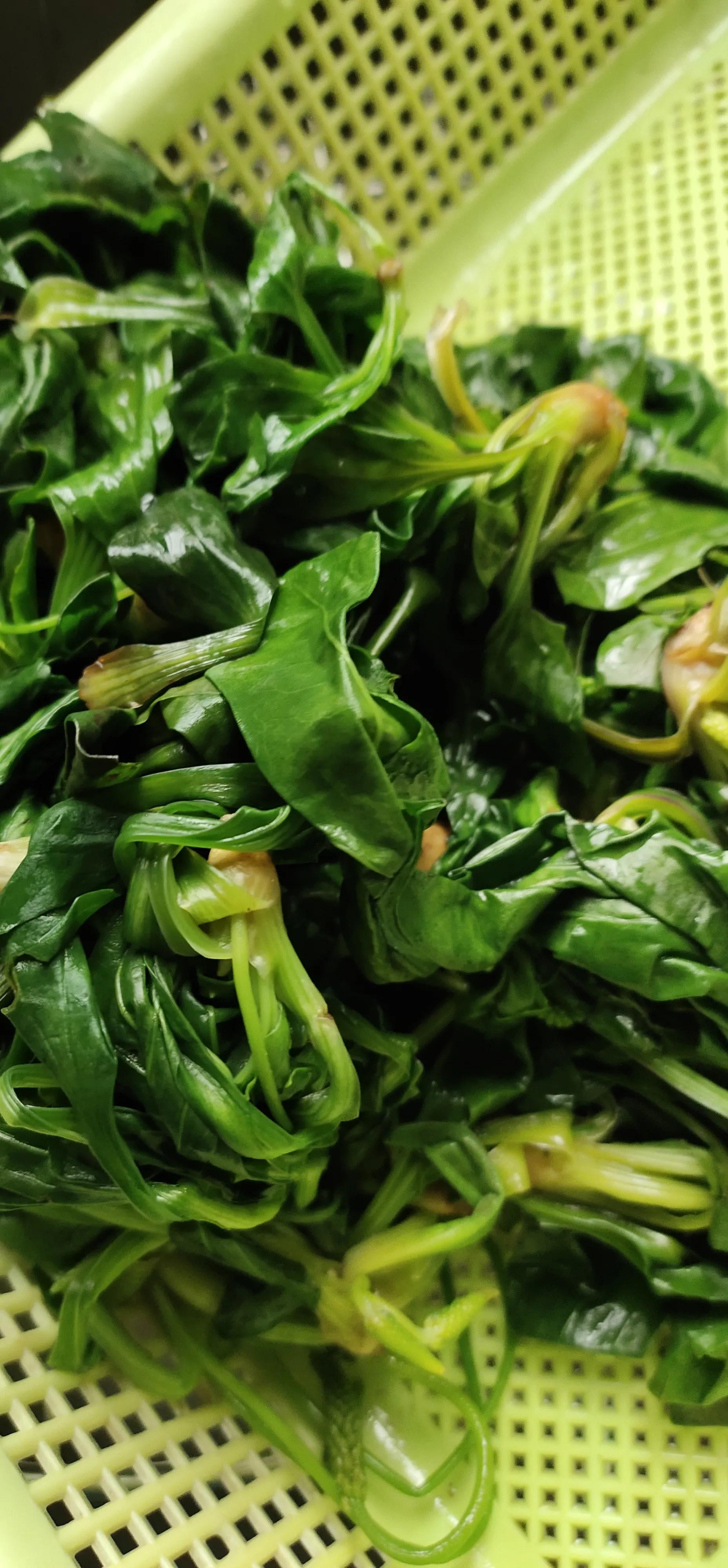 车前草清明节,车前草怎么做最好吃