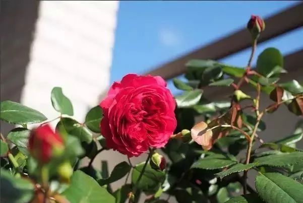 一万年一次的2020520;一起认识100种玫瑰~别送错啊