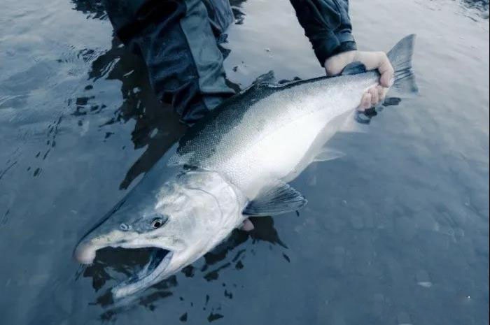 科普中国三文鱼,智利三文鱼