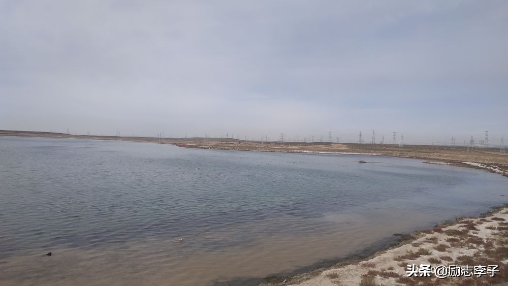 宁夏候鸟,候鸟监测简报