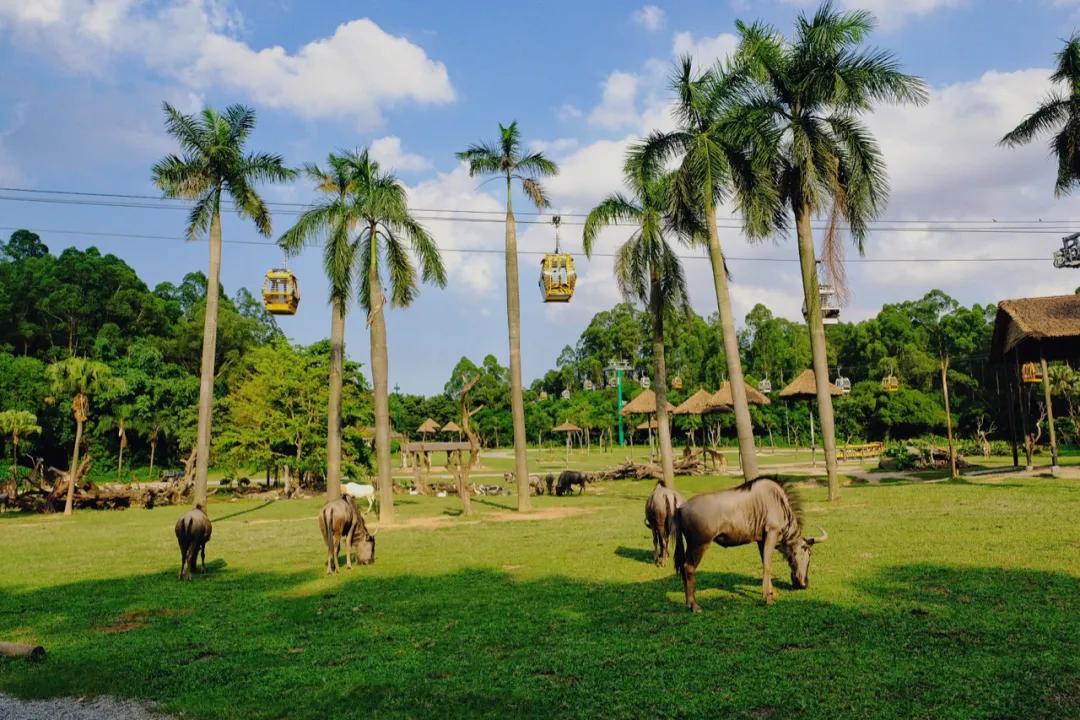 广州长隆购买攻略,广州长隆游玩攻略必买