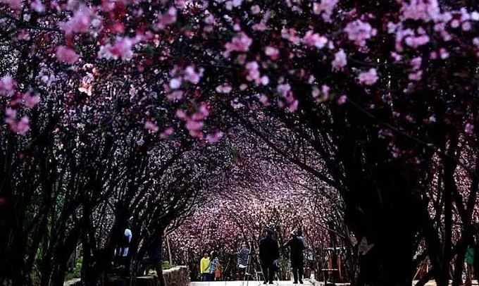 昆明最值得一去的景点,昆明元旦热门景点