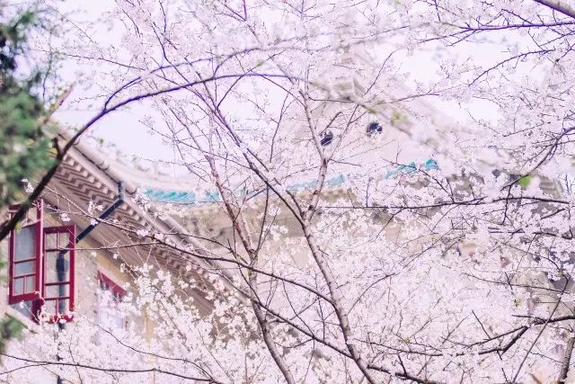 武汉大学必吃,武大校园美食攻略