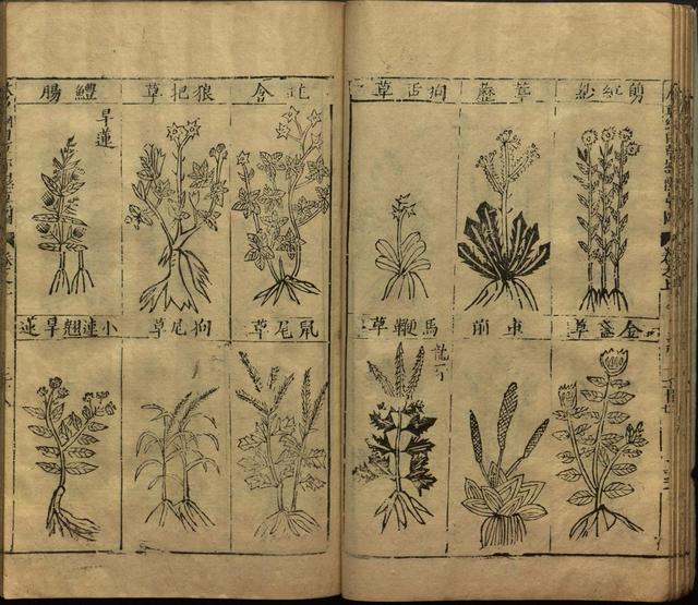 李时珍与本草纲目ppt课件,神农本草经正版李时珍书籍