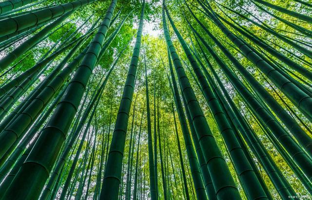 关于熊猫吃竹子的诗句,熊猫吃竹子的诗句