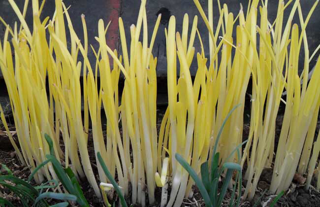 阳台种菜阳光不足种什么菜好,阳台上种菜没光照怎么办