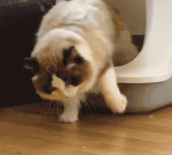 网友：以后我不会再养“布偶猫”了，原因有这几个