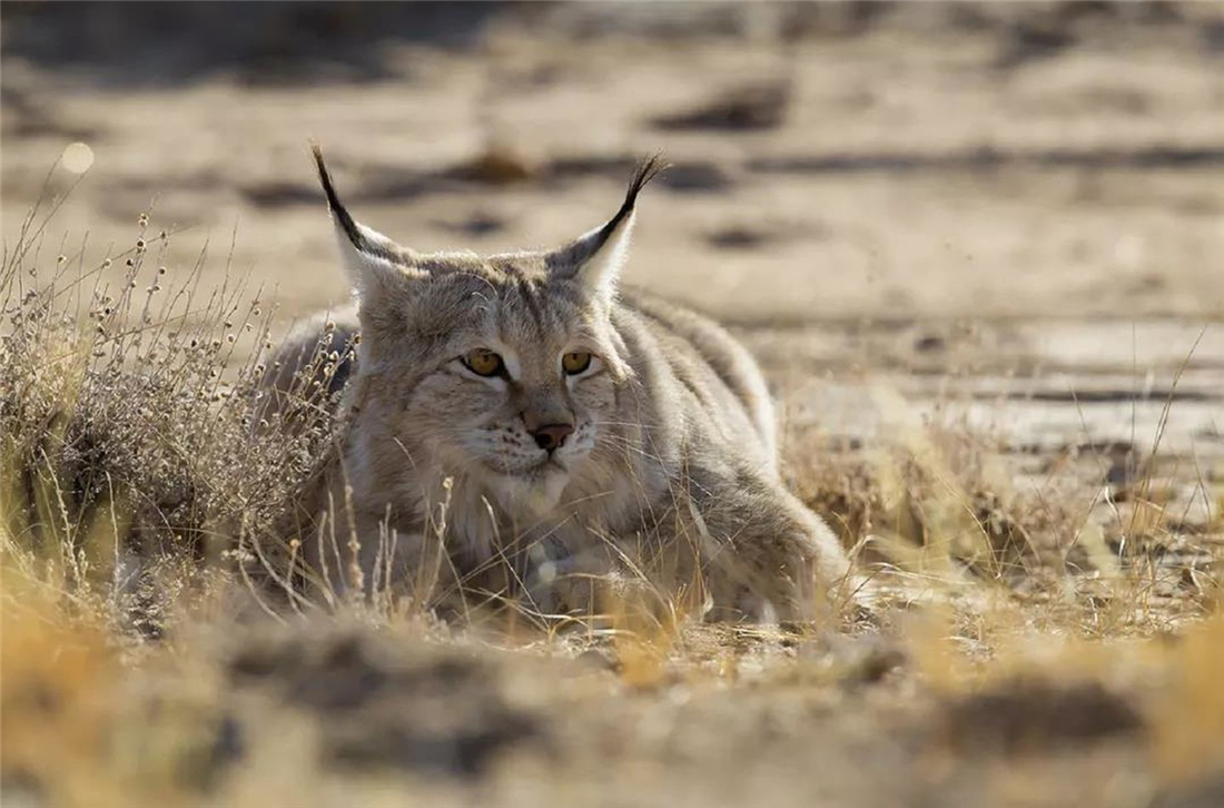 四川甘孜发现2只小雪豹,猞猁捕捉兔子