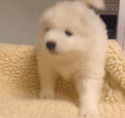 狗狗的宝宝,狗狗的宝宝日常